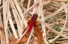 Crocothemis servilia mariannae