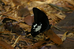 Papilio iswara