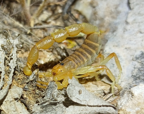 Small Thicktail Scorpion