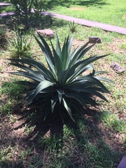 Agave desmettiana
