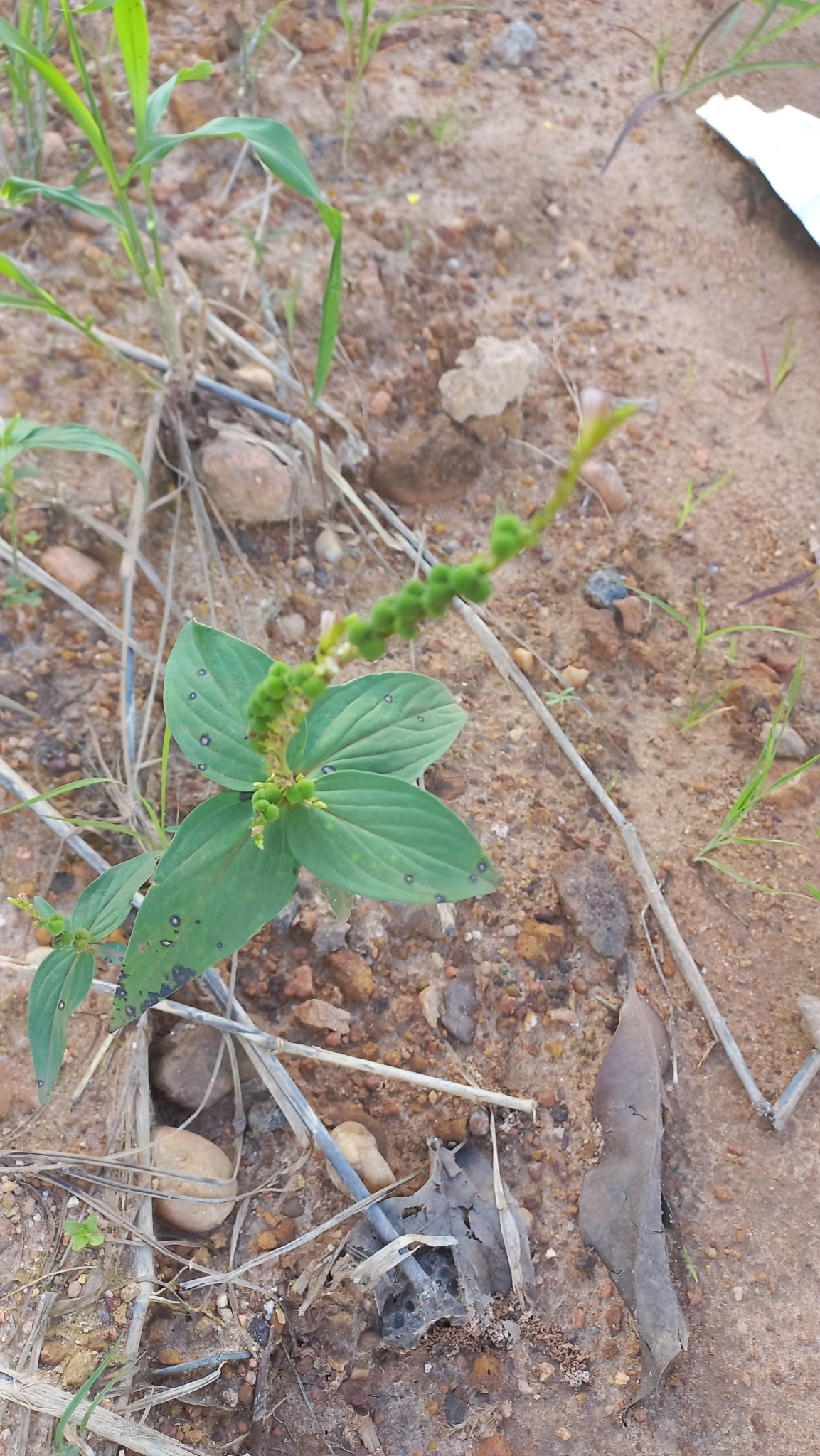 Spigelia anthelmia