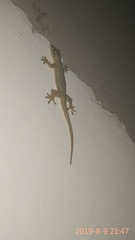 Hemidactylus platyurus