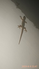 Hemidactylus platyurus