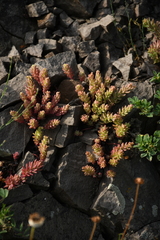 Sedum pallidum