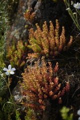 Sedum pallidum