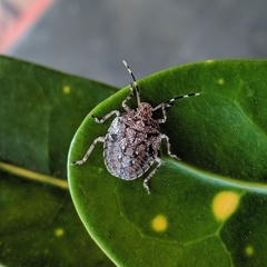 Discocephalinae