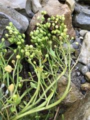Cochlearia tridactylites