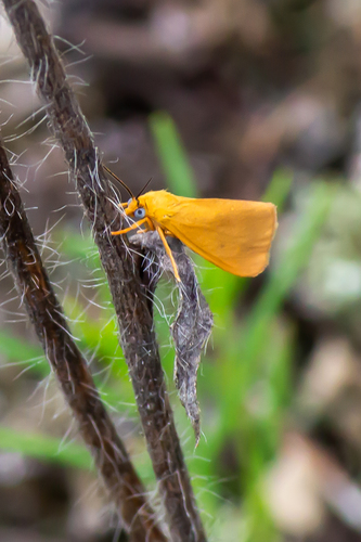 Orange Virbia Moth photo 3