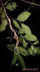 Dendrelaphis pictus