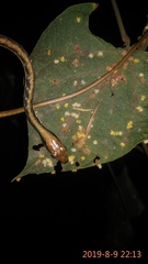 Dendrelaphis pictus