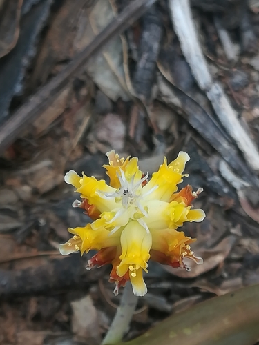 Lachenalia lutea