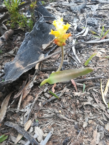 Lachenalia lutea