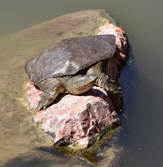 Apalone spinifera emoryi