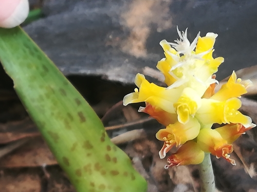 Lachenalia lutea