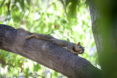 Sciurus niger
