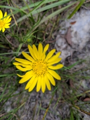 Grindelia lanceolata