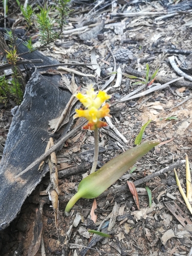 Lachenalia lutea
