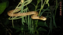 Pareas carinatus