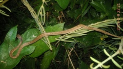 Pareas carinatus