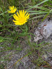 Grindelia lanceolata