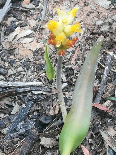 Lachenalia lutea