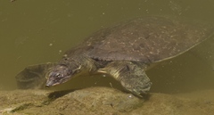 Apalone spinifera emoryi