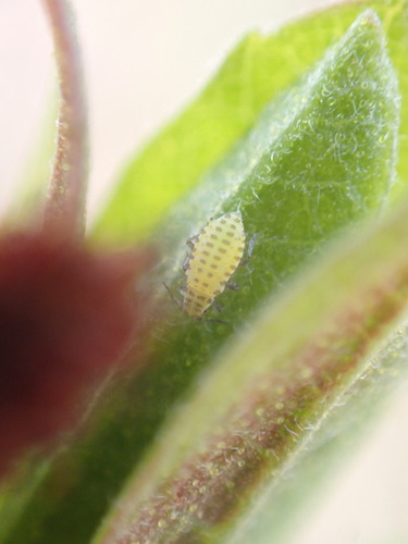 Agrioaphis myricae