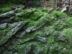 Hypnum resupinatum