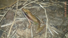 Indosylvirana nicobariensis