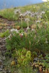 Sempervivum caucasicum