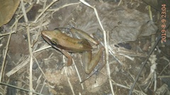 Indosylvirana nicobariensis