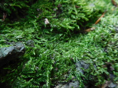 Hypnum resupinatum
