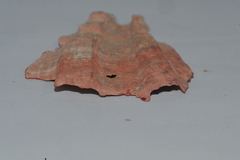 Nodipecten nodosus