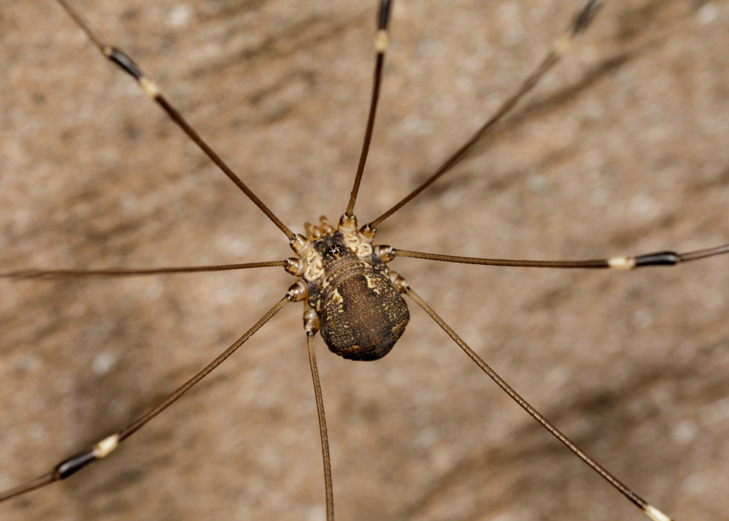 Leiobunum townsendi