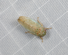 Polana quadrinotata