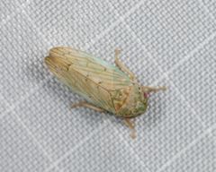Polana quadrinotata