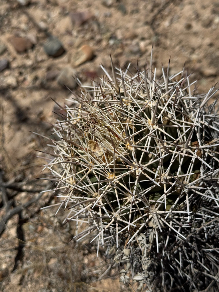 Coryphantha robustispina, Pima County, US-AZ, US