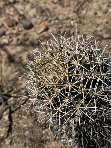 Coryphantha robustispina