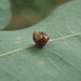 Red Wart Gall Wasp - Photo (c) migallel, some rights reserved (CC BY-SA), uploaded by migallel