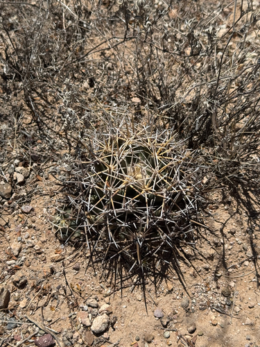 Coryphantha robustispina