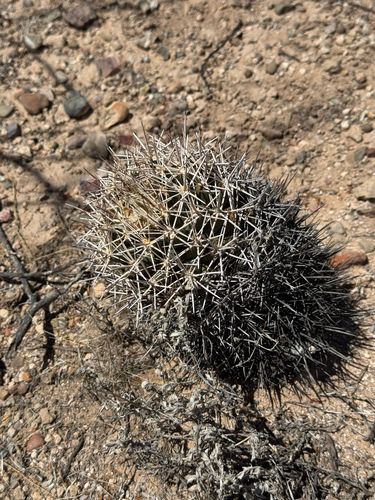 Coryphantha robustispina