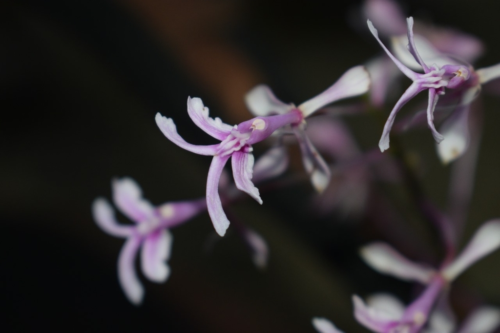 Epidendrum amplum