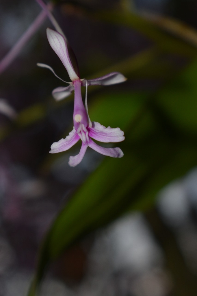 Epidendrum amplum D.E.Benn. & Christenson 2