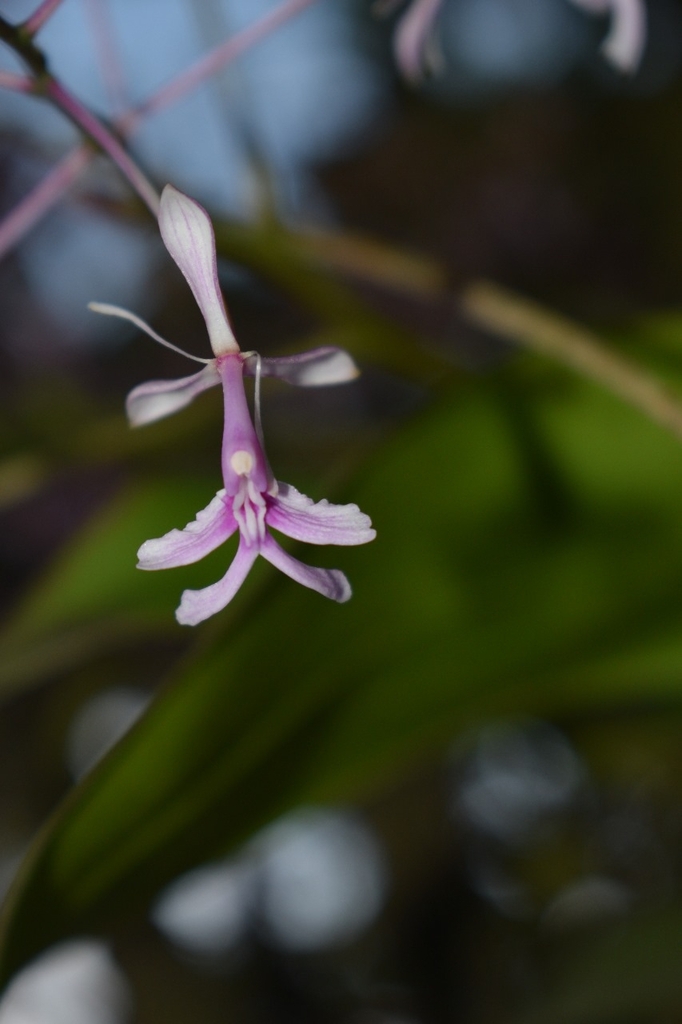 Epidendrum amplum D.E.Benn. & Christenson 3