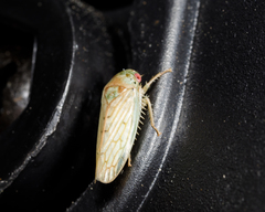 Polana quadrinotata