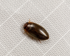 Copelatus chevrolati