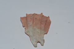 Nodipecten nodosus