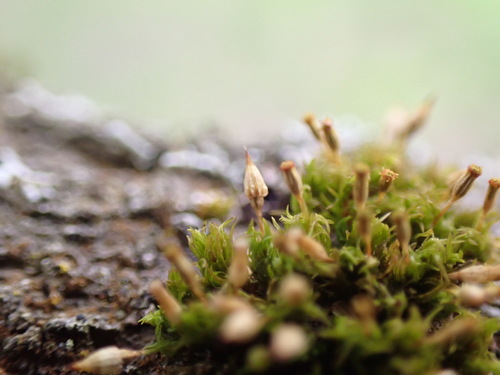 Image of Orthotrichum pulchellum by no rights reserved