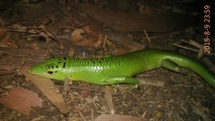Lamprolepis smaragdina