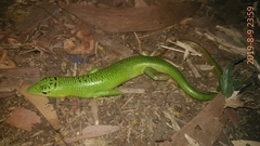 Lamprolepis smaragdina